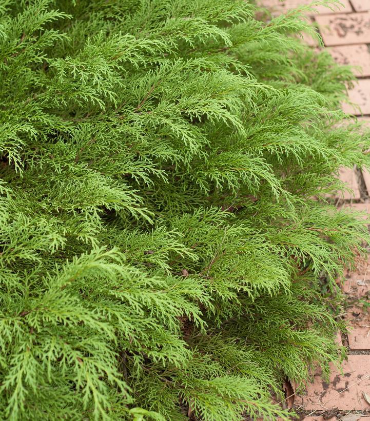 2G MICROBIOTA DECUSSATA CELTIC Pride ('Prides') (Russian Cypress Siberian) Siberian Cypress 1005116