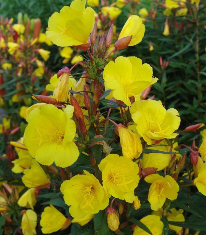 1G OENOTHERA FREMONTII 'Fireworks' Fireworks Evening Primrose 1004033