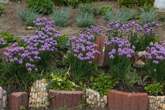 1G Allium 'Serendipity' Serendipity Ornamental Onion: Patent PPAF (Wild Flowering Onion) 1011686