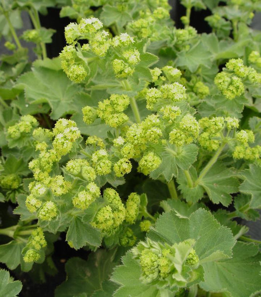 1G ALCHEMILLA MOLLIS 'Ladys Mantle'  1000370