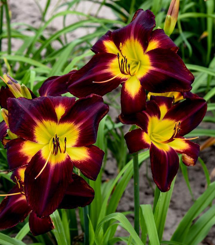 1G Hemerocallis Rainbow Rhythm  'Persian Ruby' - Daylily - 1021114