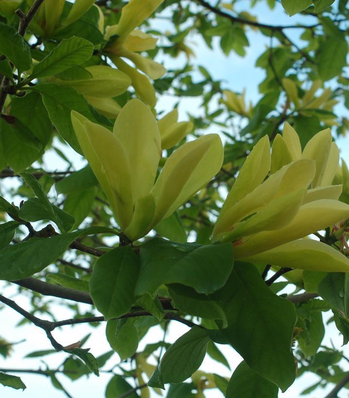 10G Magnolia X Butterflies Butterflies Magnolia