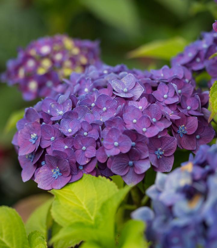 3G Hydrangea mac. 'Endless Summer Summer Crush' ('Bailmacfive') E.S Summer Crush® Hydrangea: Patent PP30359 1009930