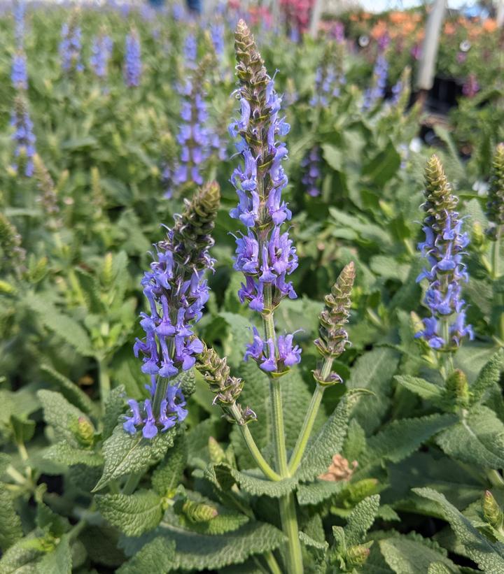 1G Salvia x sylvestris 'Blue Hill' ('Blauhügel') Blue Hill Wood Sage 1000594