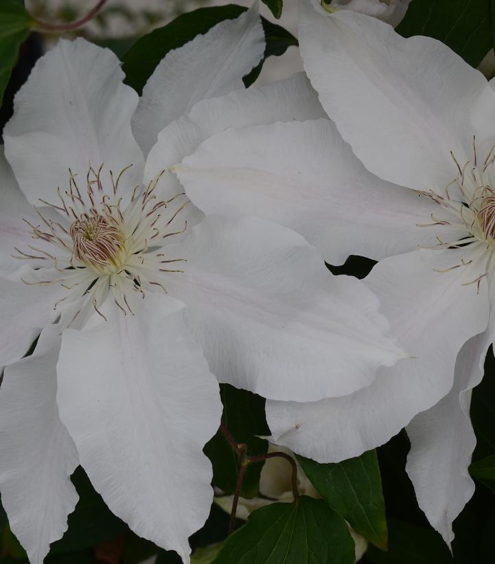 8" Clematis 'Hyde Hall' ('evipo009') Hyde Hall Clematis 1007353 (White)