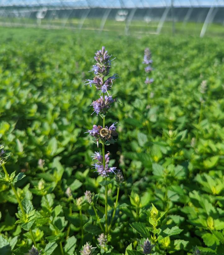 2G Agastache foeniculum Anise Hyssop (Hummingbird Mint) 1012828