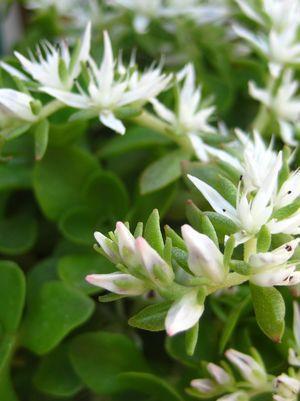 1G Sedum ternatum 'Larneim Park' Larneim Stonecrop 1003345