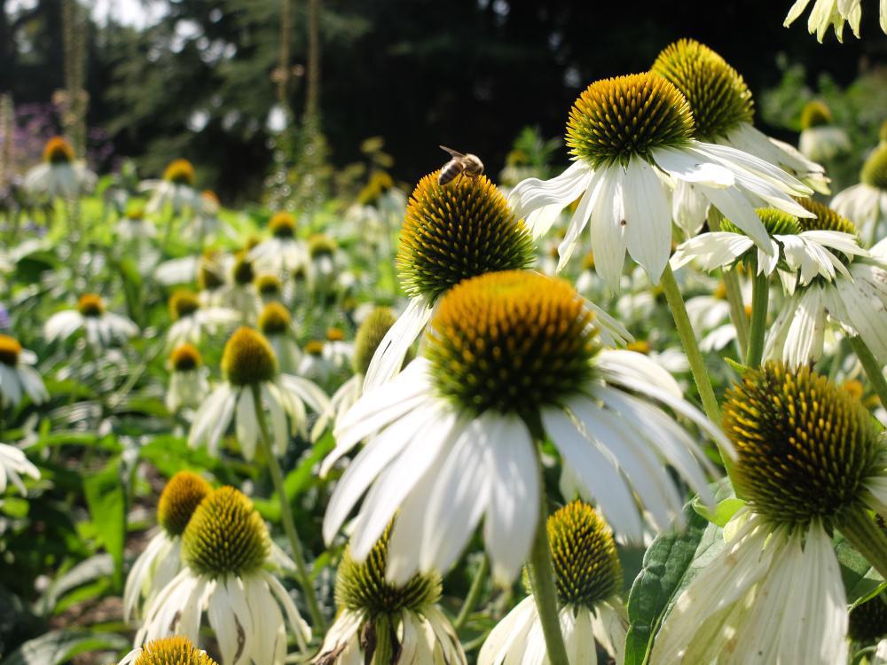 1G Echinacea 'Happy Star' Happy Star Coneflower 1006129