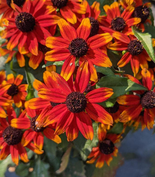 3G Rudbeckia triloba 'Prairie Glow' Prairie Glow Brown-Eyed Susan