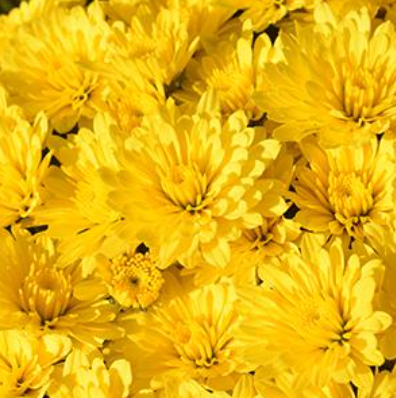 4.5" Mum - Zinger Yellow