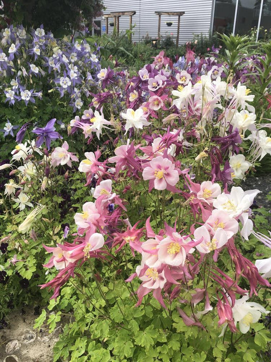 1G AQUILEGIA EARLYBIRD `PURPLE  YELLOW` ('PAS1258488') Earlybird™ Purple Yellow Columbine 1015066