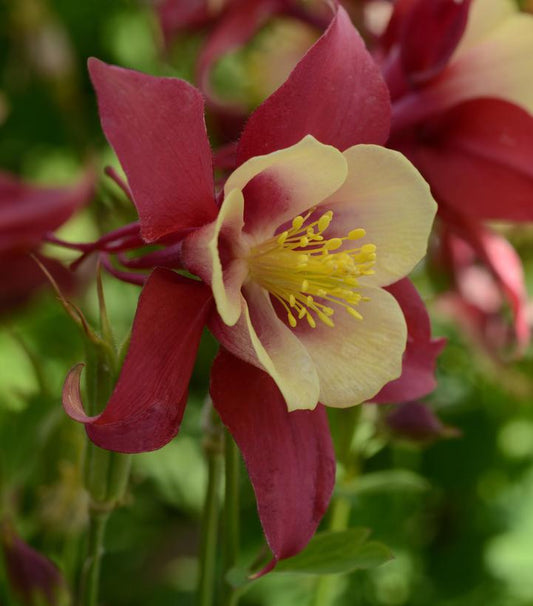 1G AQUILEGIA EARLYBIRD `RED  YELLOW` ('PAS1258483') Earlybird™ Red Yellow Columbine 1015068