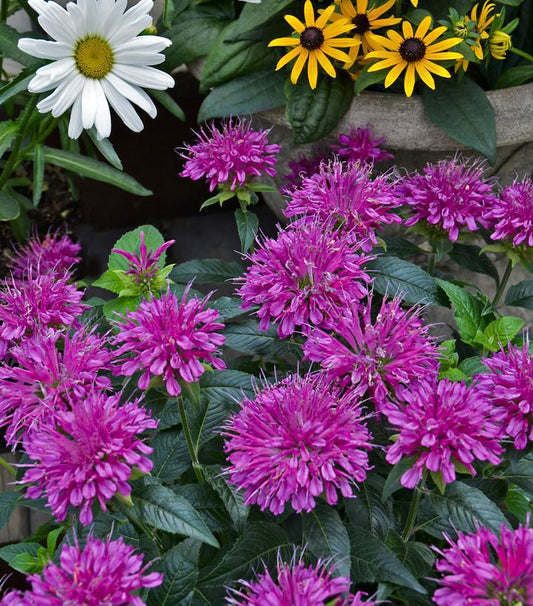 1G Monarda didyma 'Pardon My Purple' Pardon My Purple Bee Balm: Patent PP22170 1005937