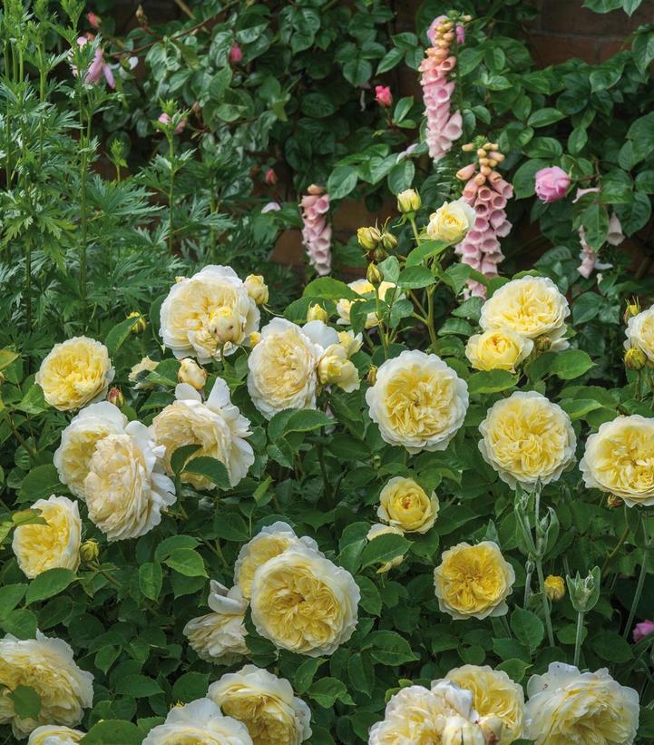 3G ROSA `THE PILGRIM` The PIlgrim Climbing Rose 1007553