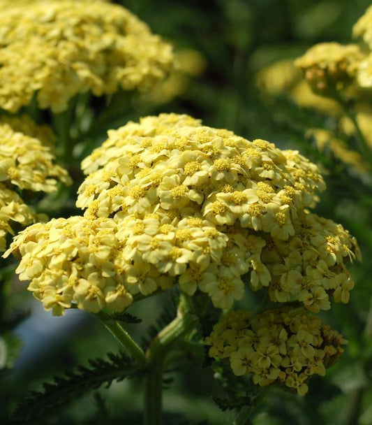 2G Achillea millefolium 'Sunny Seduction' Sunny Seduction Yarrow: Patent PP20,808 1004181