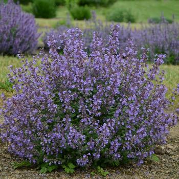 8" NEPETA KITTEN AROUND PT (Catmint) 1009298