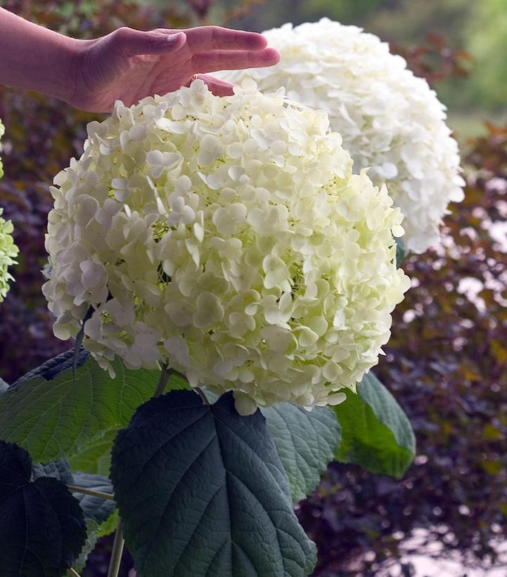 3G Hydrangea arborescens 'Incrediball' ('Abetwo') Incrediball® Hydrangea: Patent PP20,571 1004267