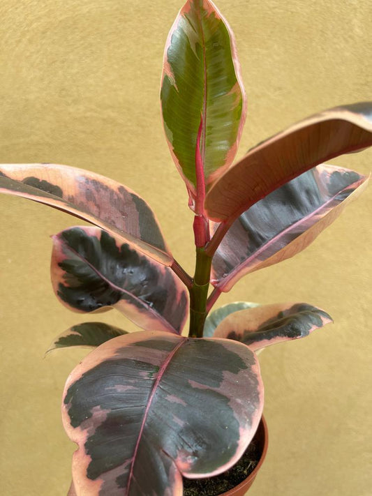 4" Ficus Belize