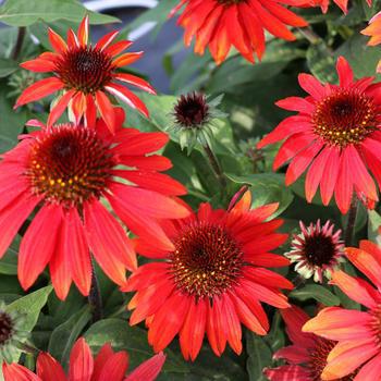 8" Echinacea Sombrero® 'Sangrita' ('Balsomanita') Sangrita Sombrero® Coneflower: Patent PPAF 1009336