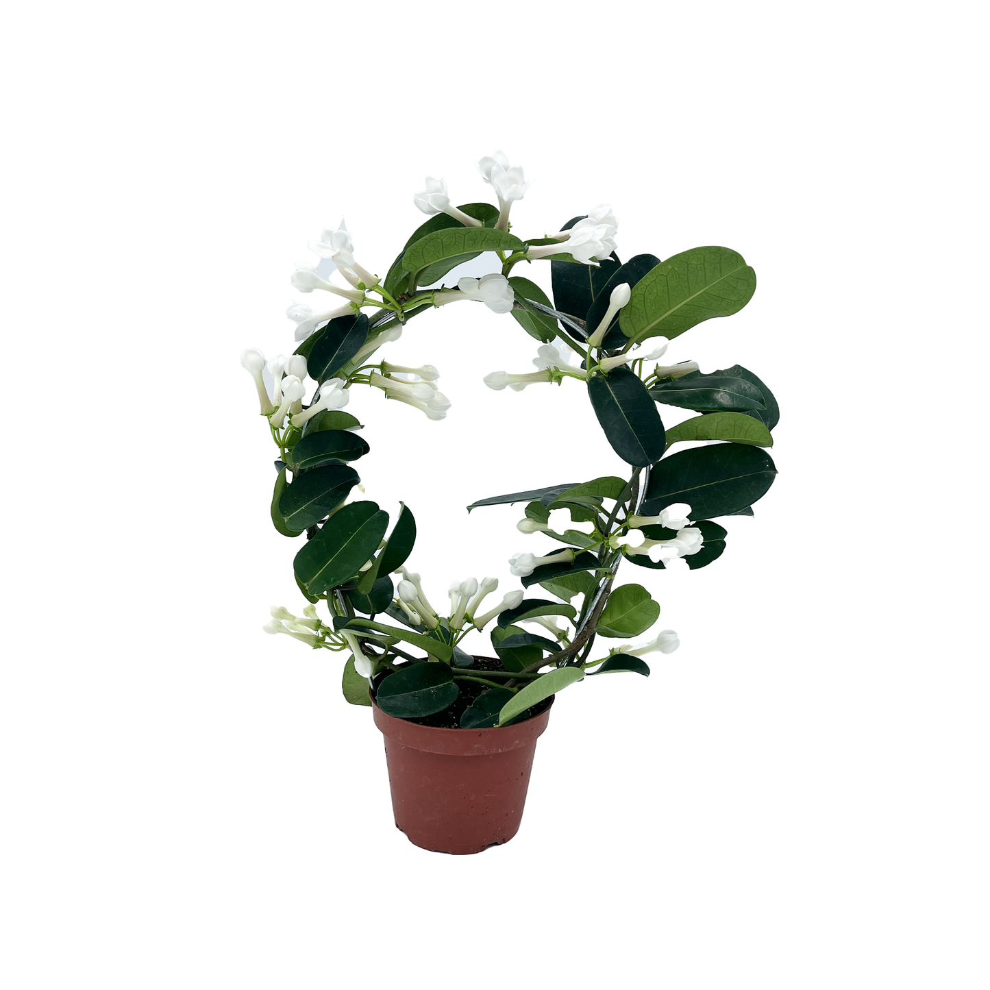 5" Stephanotis Multi F0259 (Hawaiin wedding flower, bridal wreath, Madagascar Jasmine)