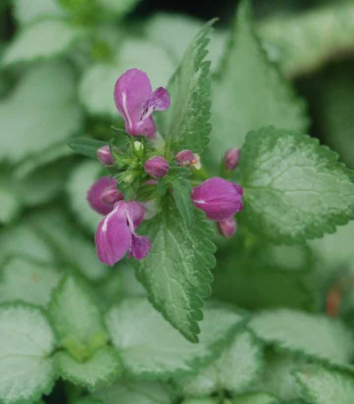 8" Lamium 'Purple Dragon' Purple Dragon Deadnettle: Patent PP15,890 (Dead Nettle) 1010889