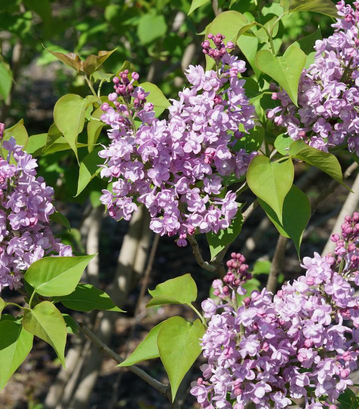 3G Syringa x hyd. Scentara® Double Blue Double Blue Lilac: Patent PP29,801