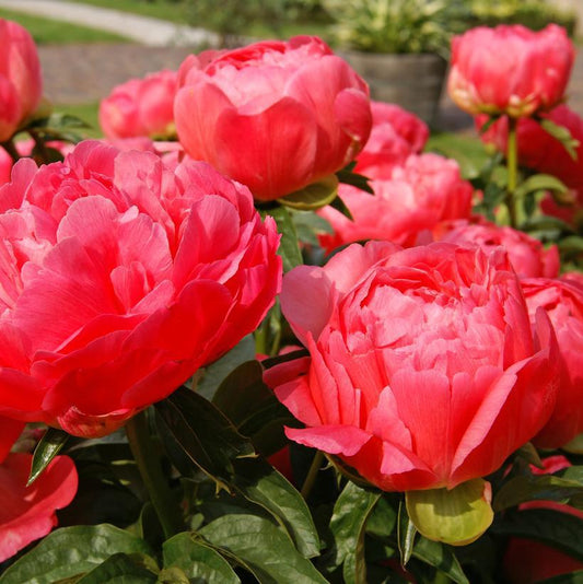 3G Paeonia latifolia 'Coral Sunset' Coral Sunset Peony 1011908