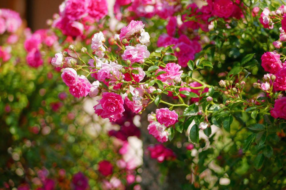 3G Climbing Rose 'ZEPHIRINE DROUHIN' Zephirine Drouhin Climbing Rose 1003261