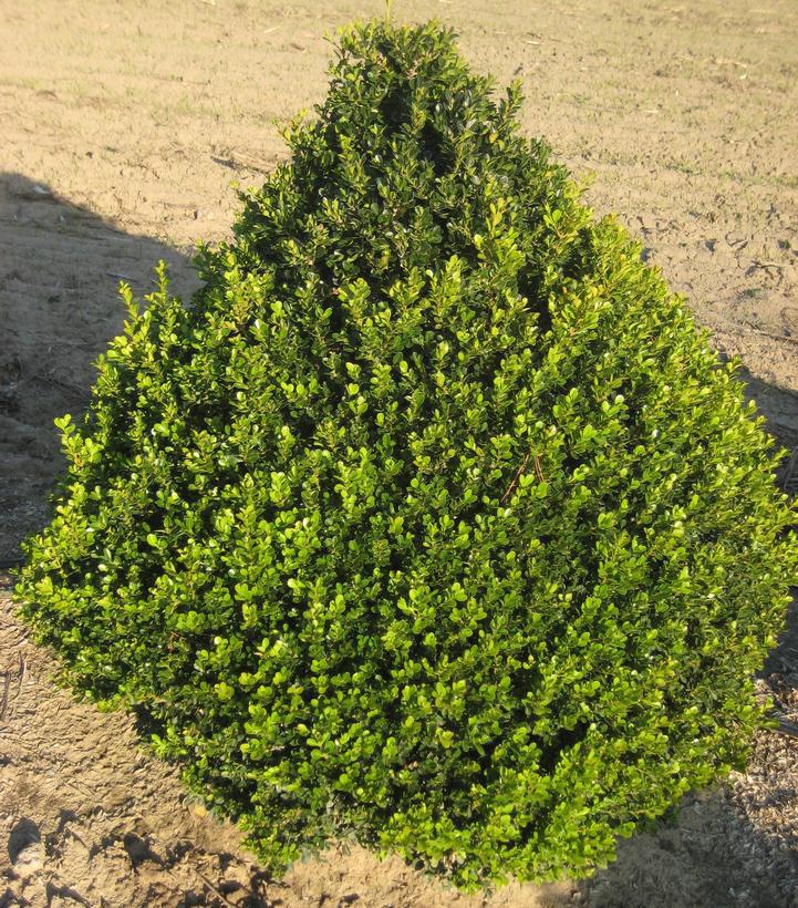 5G Buxus 'Cranberry Creek' Cranberry Creek Boxwood 1009565