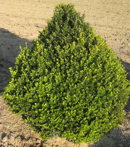 Buxus 'Cranberry Creek' Cranberry Creek Boxwood #3