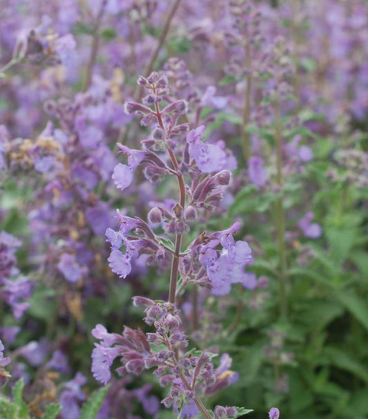 1G Nepeta racemosa 'Walkers Low' Walkers Low Catmint 1002532