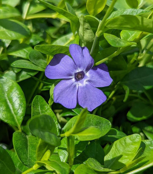 1G Vinca minor 'Bowles' Bowles Periwinkle 1002490