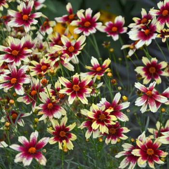 2G COREOPSIS SATIN LACE RED Chiffon (Tickseed) 1008704