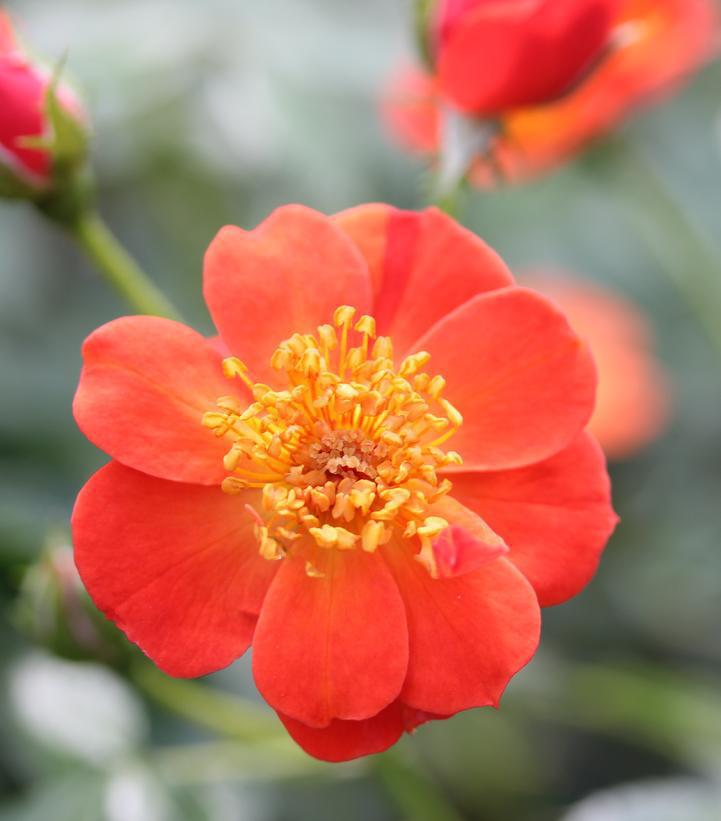 2G Rosa x 'Oso Easy Hot Paprika' ('FARROWRSP') Oso Easy Hot Paprika® Landscape Rose: Patent PP30,383 1009200