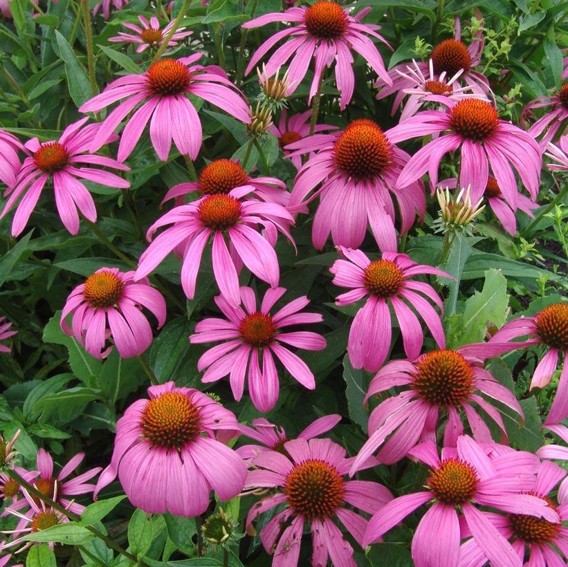 2G Echinacea purpurea Purple Coneflower 1012062