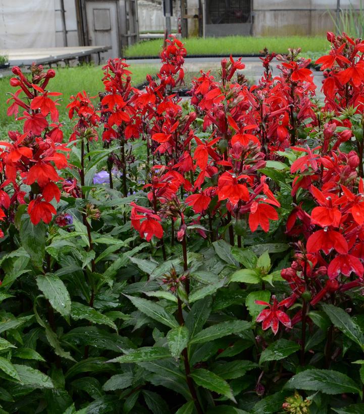 1G Lobelia x speciosa Starship™ 'Scarlet Starship' Scarlet Cardinal Flower 1009561