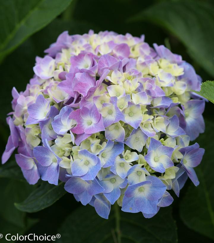 3G Hydrangea mac. 'Let's Dance' Blue Jangles® Let's Dance® Blue Jangles® Reblooming hydrangea: Patent PPAF Mophead 1007295