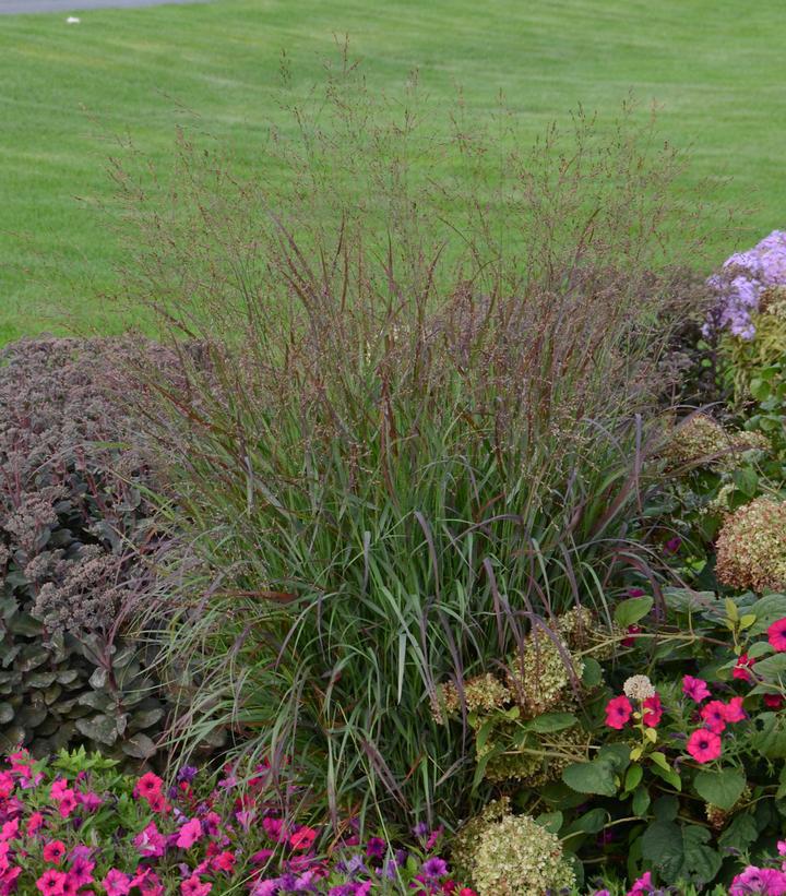 1G Panicum virgatum PRAIRIE WINDS® 'Cheyenne Sky' Cheyenne Sky Red Switch Grass: Patent PP23,209 1006779