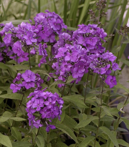 2G Phlox paniculata 'Blue Paradise' Blue Paradise Garden Phlox from Prides Corner Farms 1004136