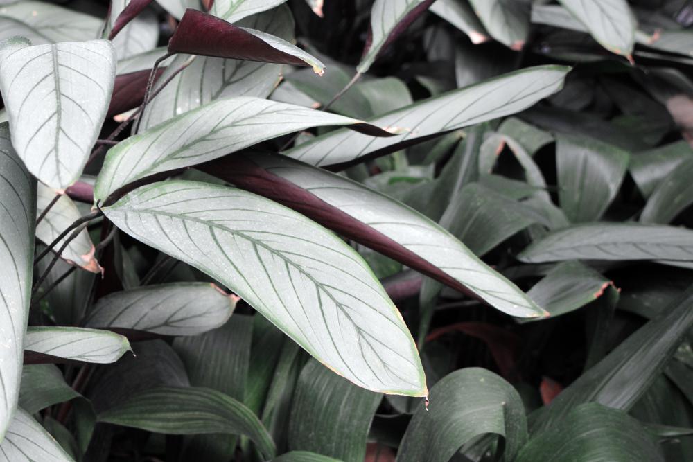 10" Ctenanthe Setosa Grey Star