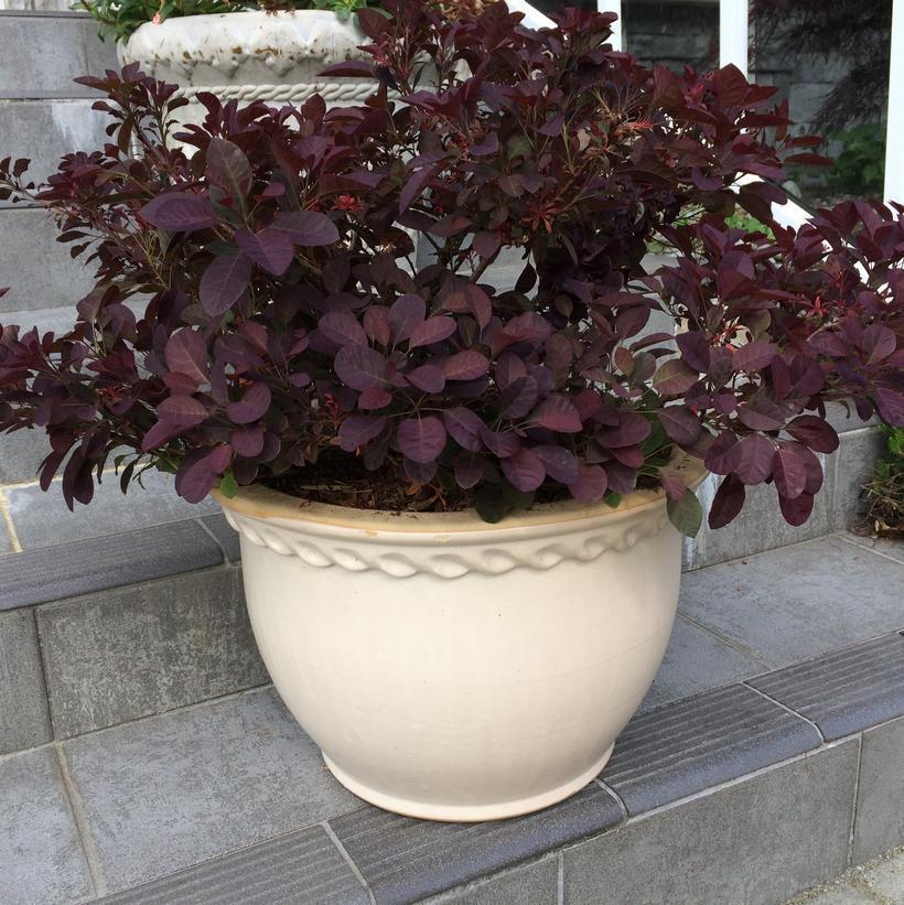 3G COTINUS COGGYGRIA `VELVETEENY` ('Cotsidh5') Velveteeny™ Dwarf Purple Smokebush: Patent PP30,328 1010961