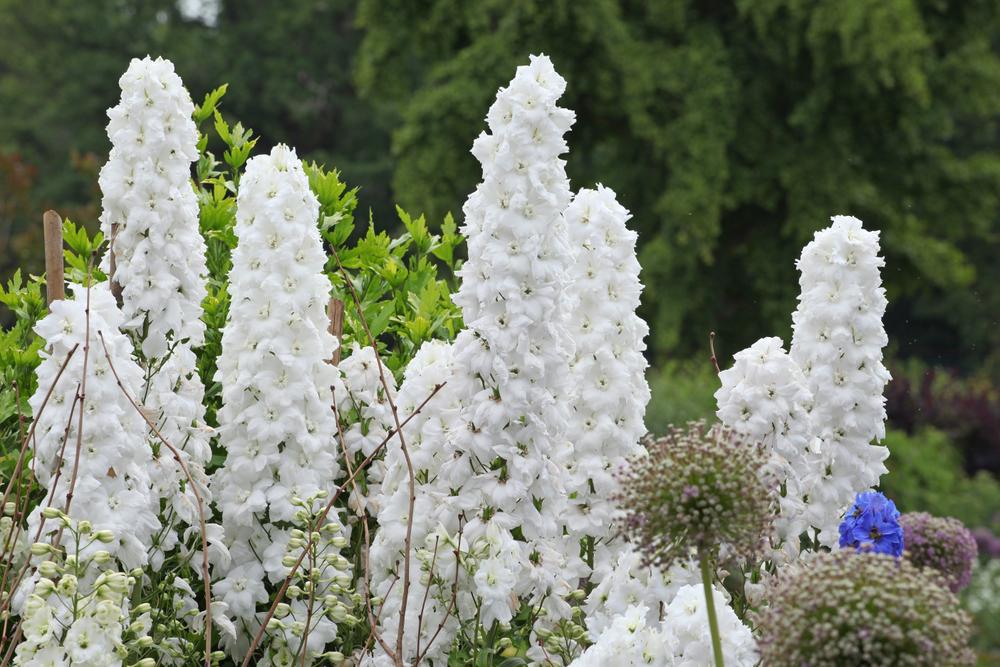 2G Delphinium Guardian 'White' White Guardian Larkspur 1003998