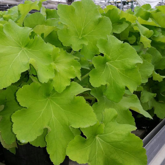 8" Heuchera hybrida 'Guacamole' Guacamole Coral Bells: Patent PPAF 1010867