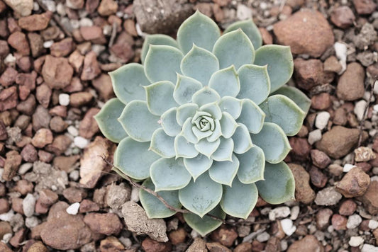 3.5" Echeveria Blue Elf