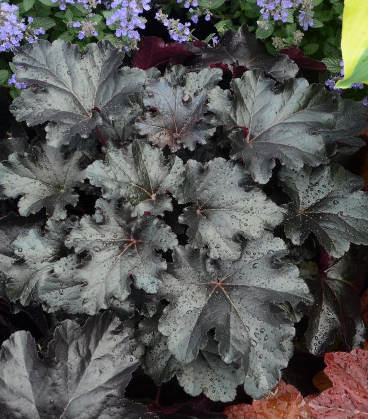 1G Heuchera hybrid Primo® 'Black Pearl' Primo® Black Pearl Coral Bells: Patent PPAF 1008864