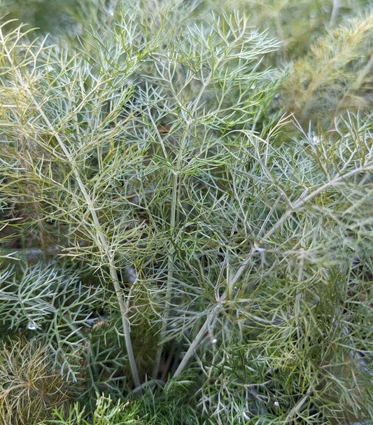 1G FENNEL `BRONZE` Bronze Fennel 1004340