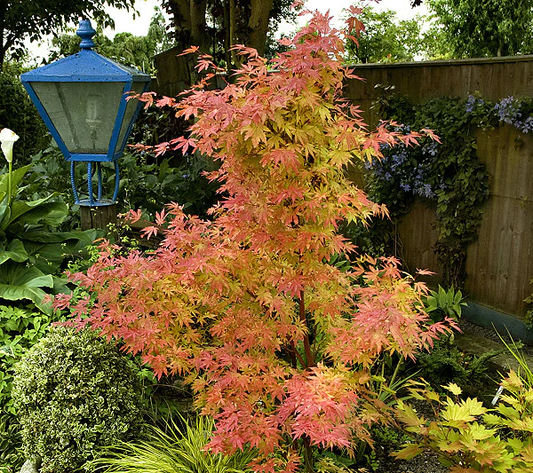 3G Acer Palmatum 'Orange Dream' Japanese Maple 1003496