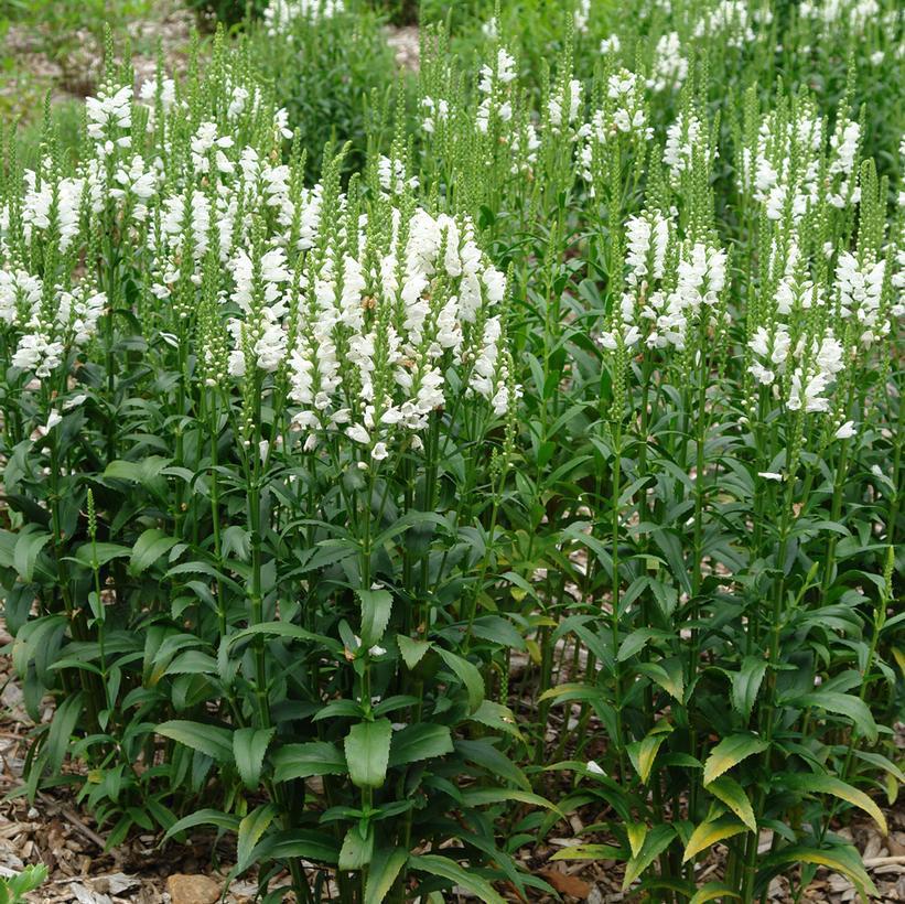 1G Physostegia vir. 'Miss Manners' Miss Manners Obedient Plant 1003893