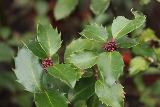 3G Ilex X meserveae 'Blue Prince' Blue Prince Holly (Pollinator for Blue Princess)