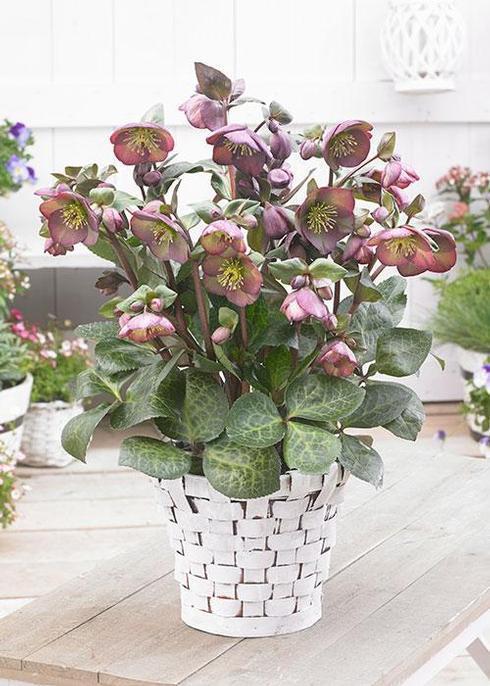 8" Helleborus Frostkiss® 'Dana's Dulcet' Dana's Dulcet® Lenten Rose 1010634